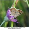 polyommatus icarus female1